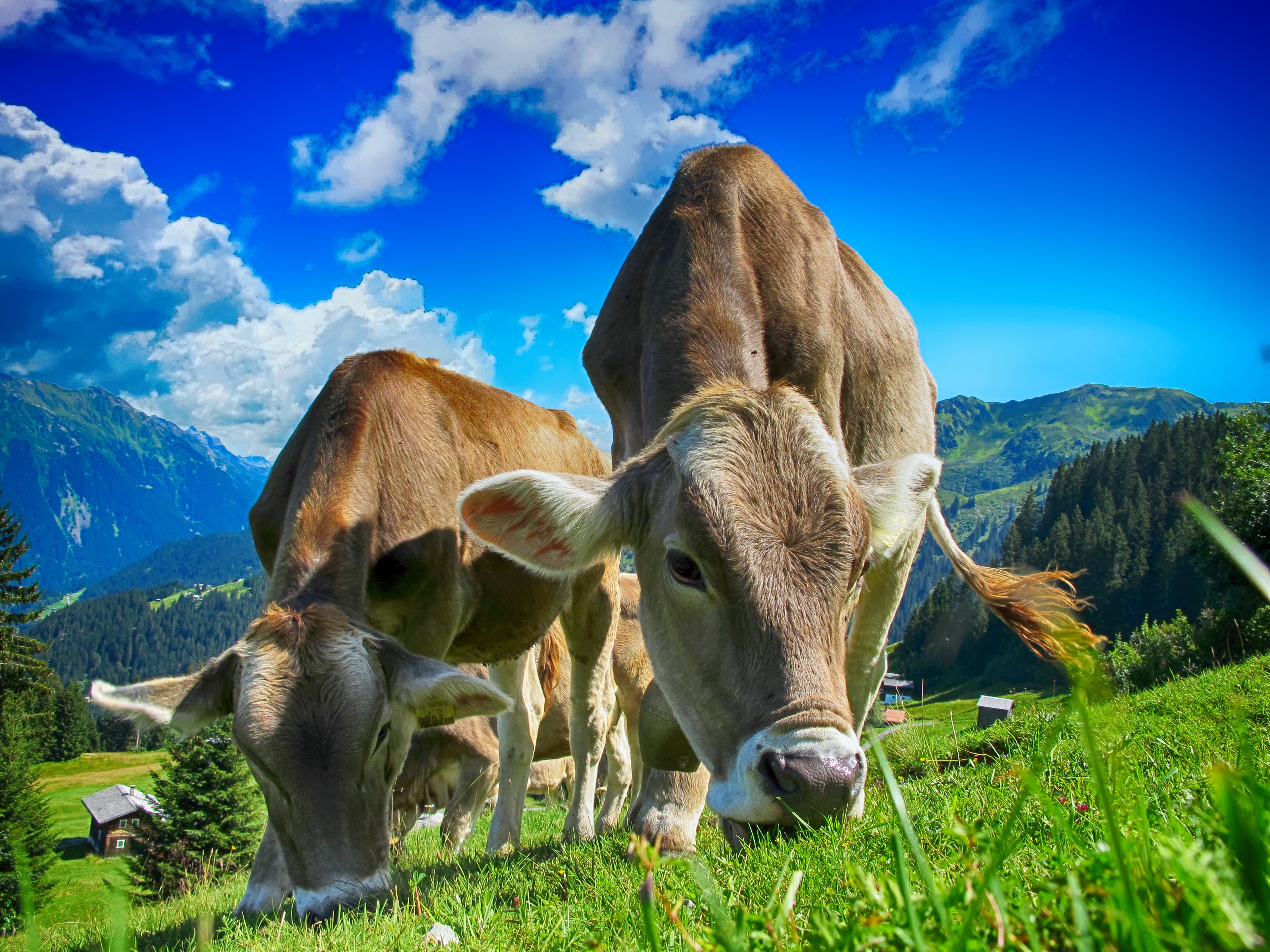 Cattle grazing on an alpine pasture beneath a vivid blue sky